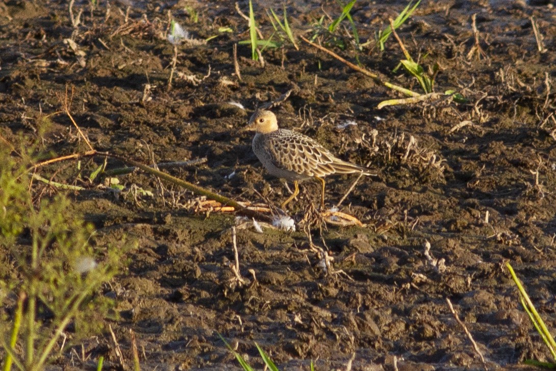 Buff-breasted Sandpiper - ML217921551