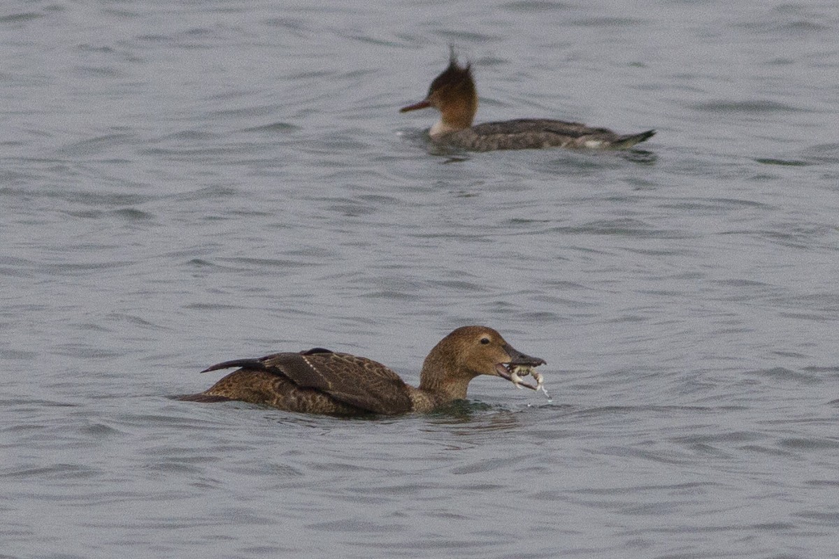 King Eider - ML217923651