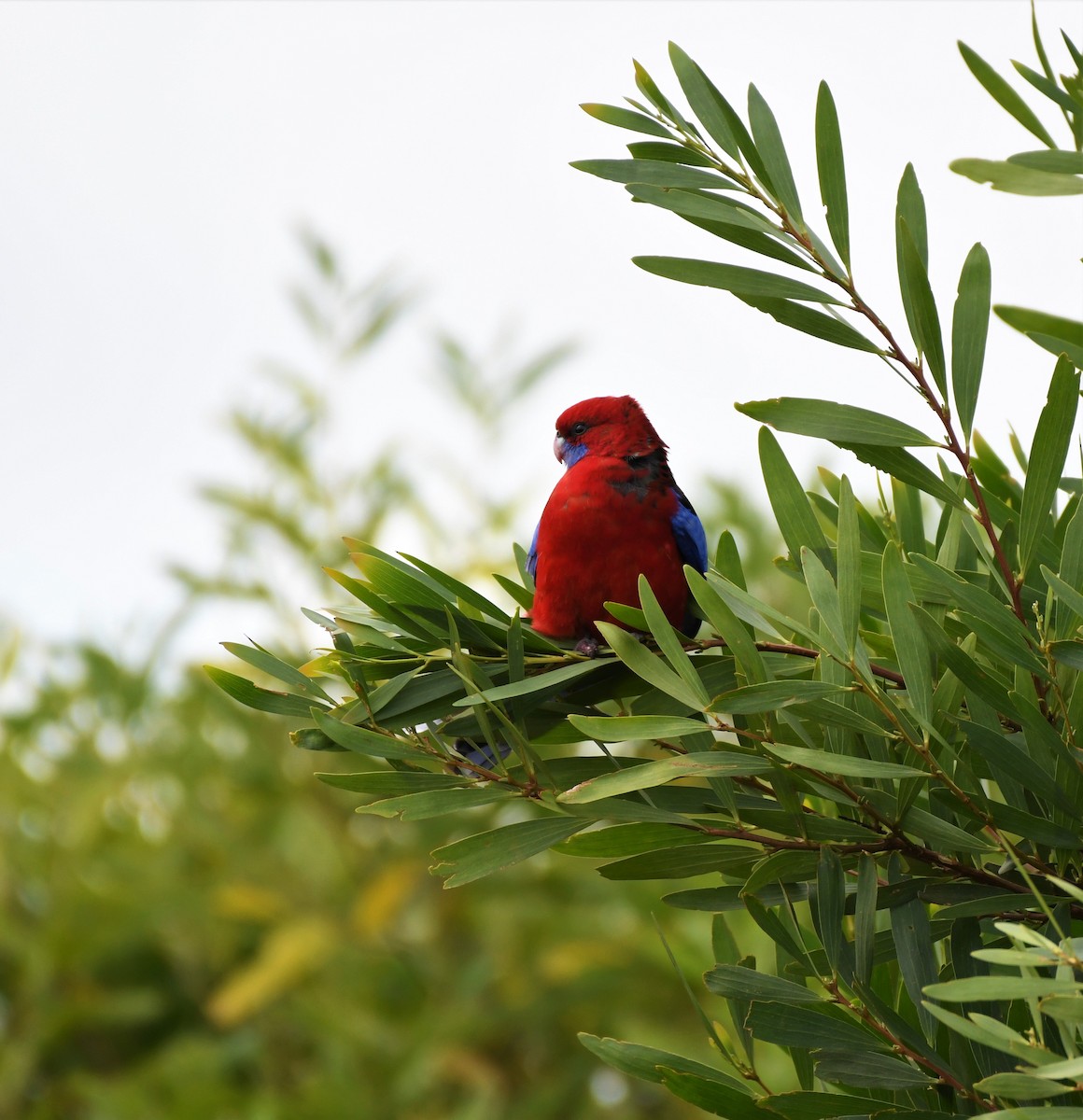 Crimson Rosella - ML217924561