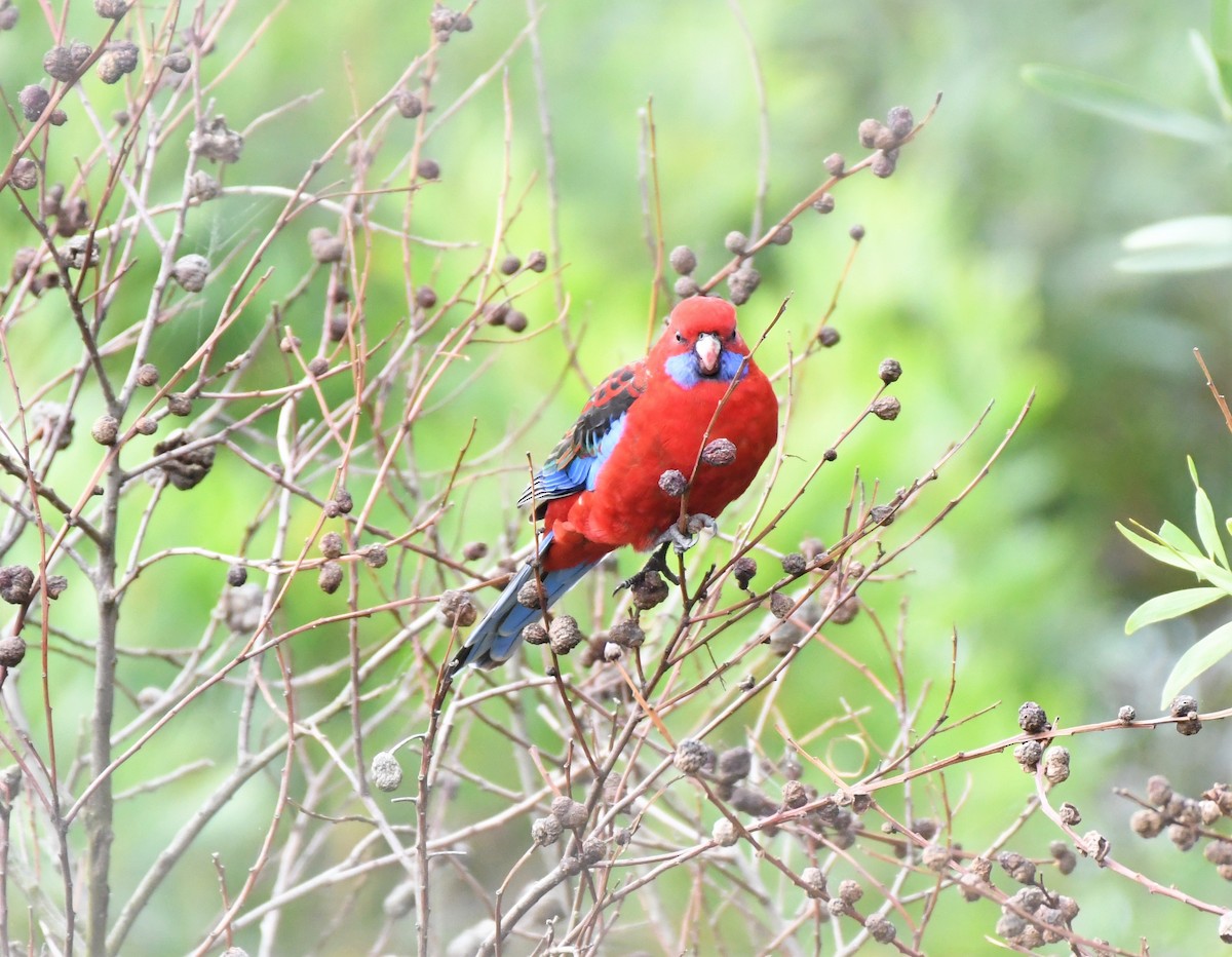 Crimson Rosella - ML217924571