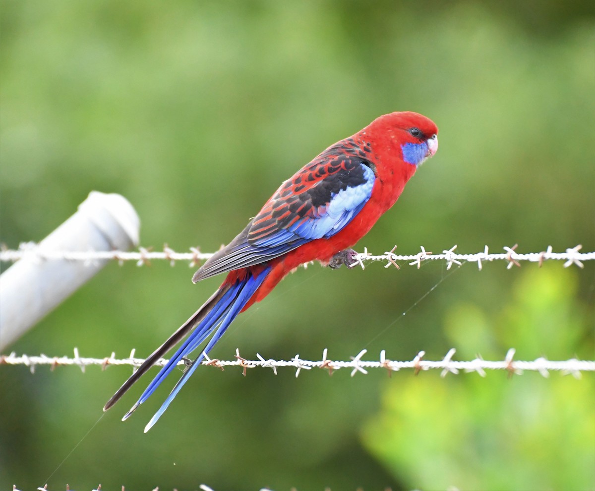 Crimson Rosella - ML217924581