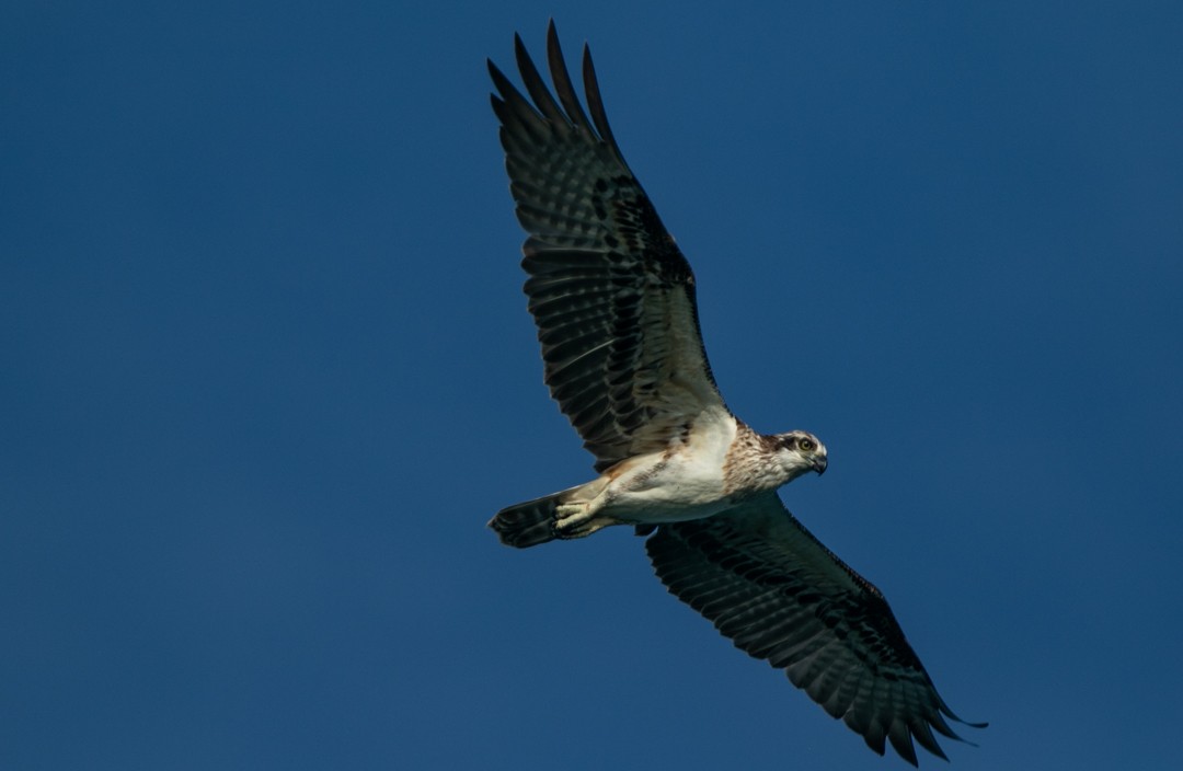 Águila Pescadora (Australia) - ML217924721