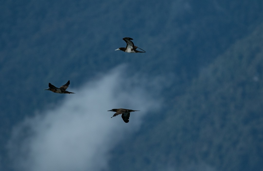 Brown Booby - ML217924741