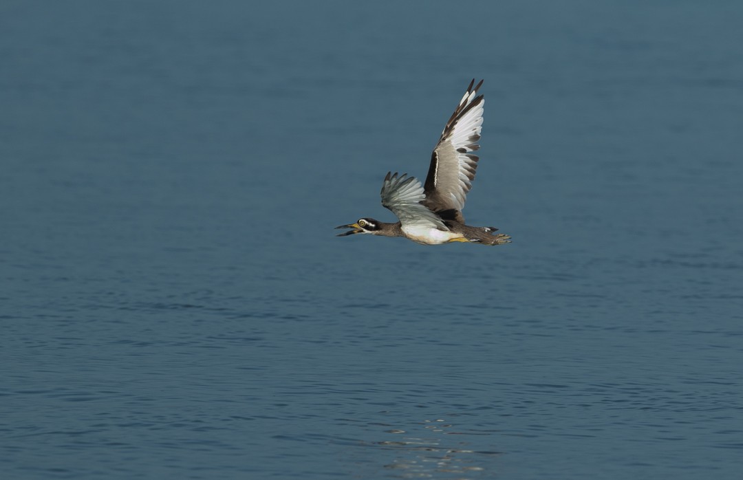 Beach Thick-knee - ML217924771