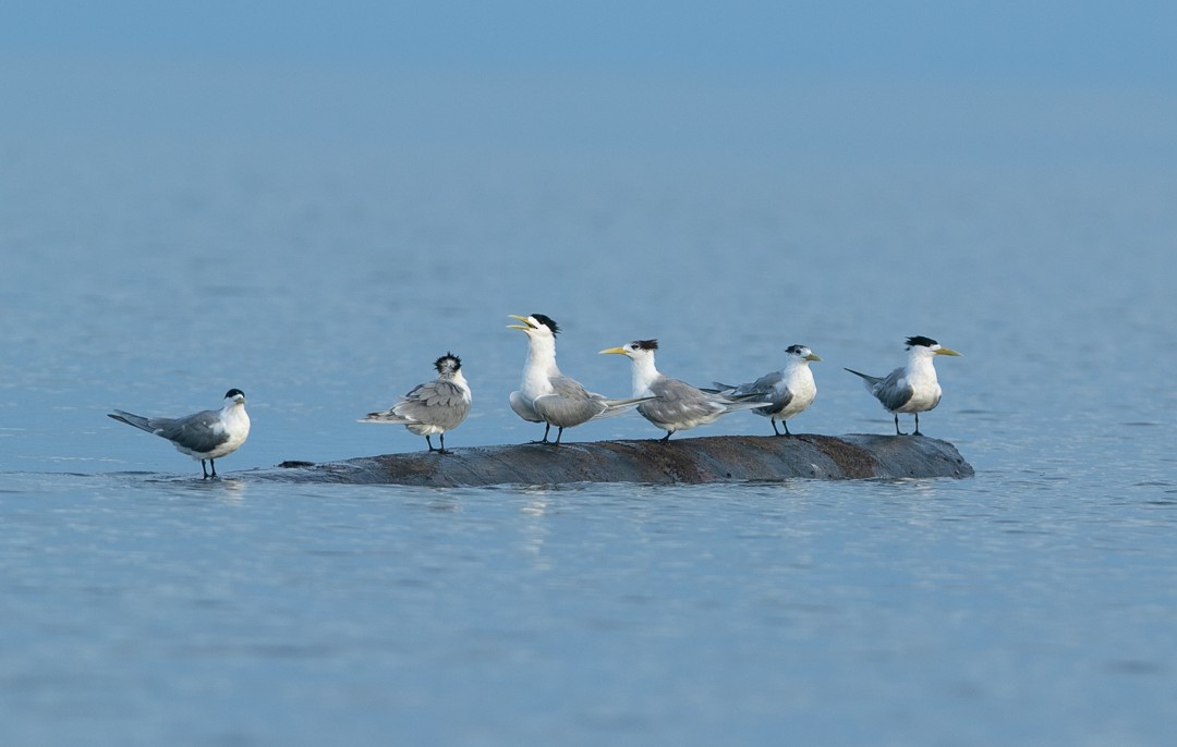 Great Crested Tern - ML217924841