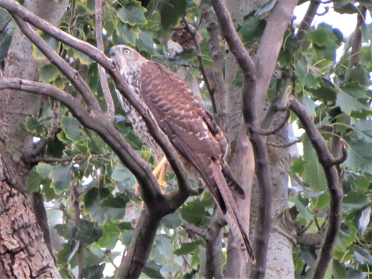 Brown Goshawk - ML217927971