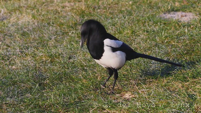 Eurasian Magpie (Iberian) - ML217928921