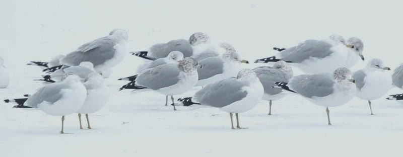 Ring-billed Gull - ML21792901