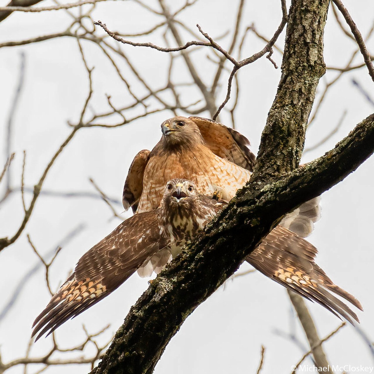 Red-shouldered Hawk - ML217929021