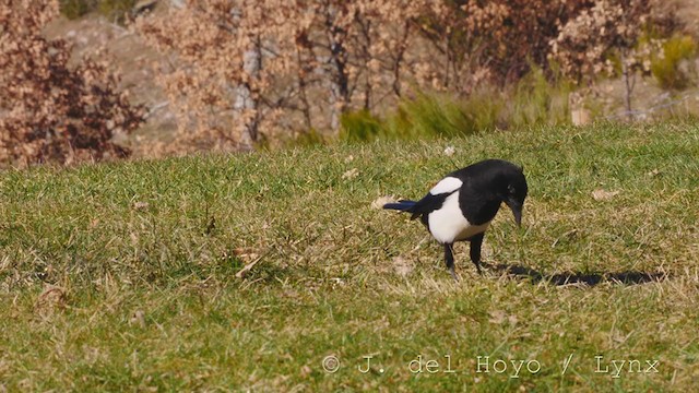 Eurasian Magpie (Iberian) - ML217929351