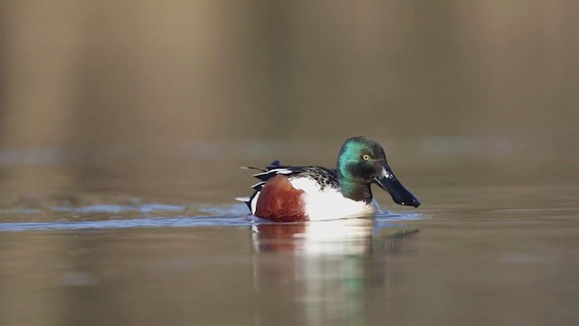 Canard souchet - ML217931061