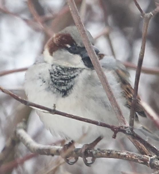 House Sparrow - sicloot