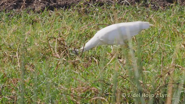 Yellow-billed Egret - ML217931781