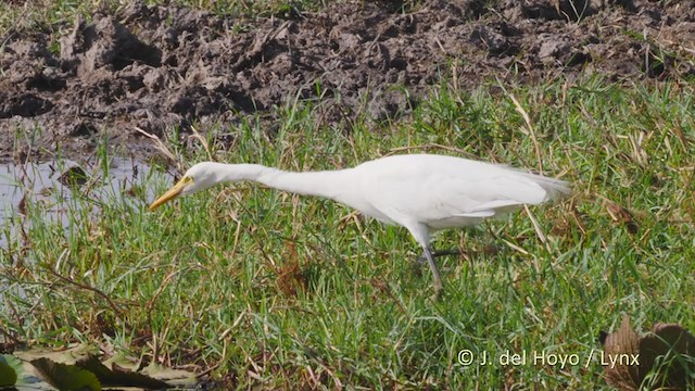 Yellow-billed Egret - ML217931791