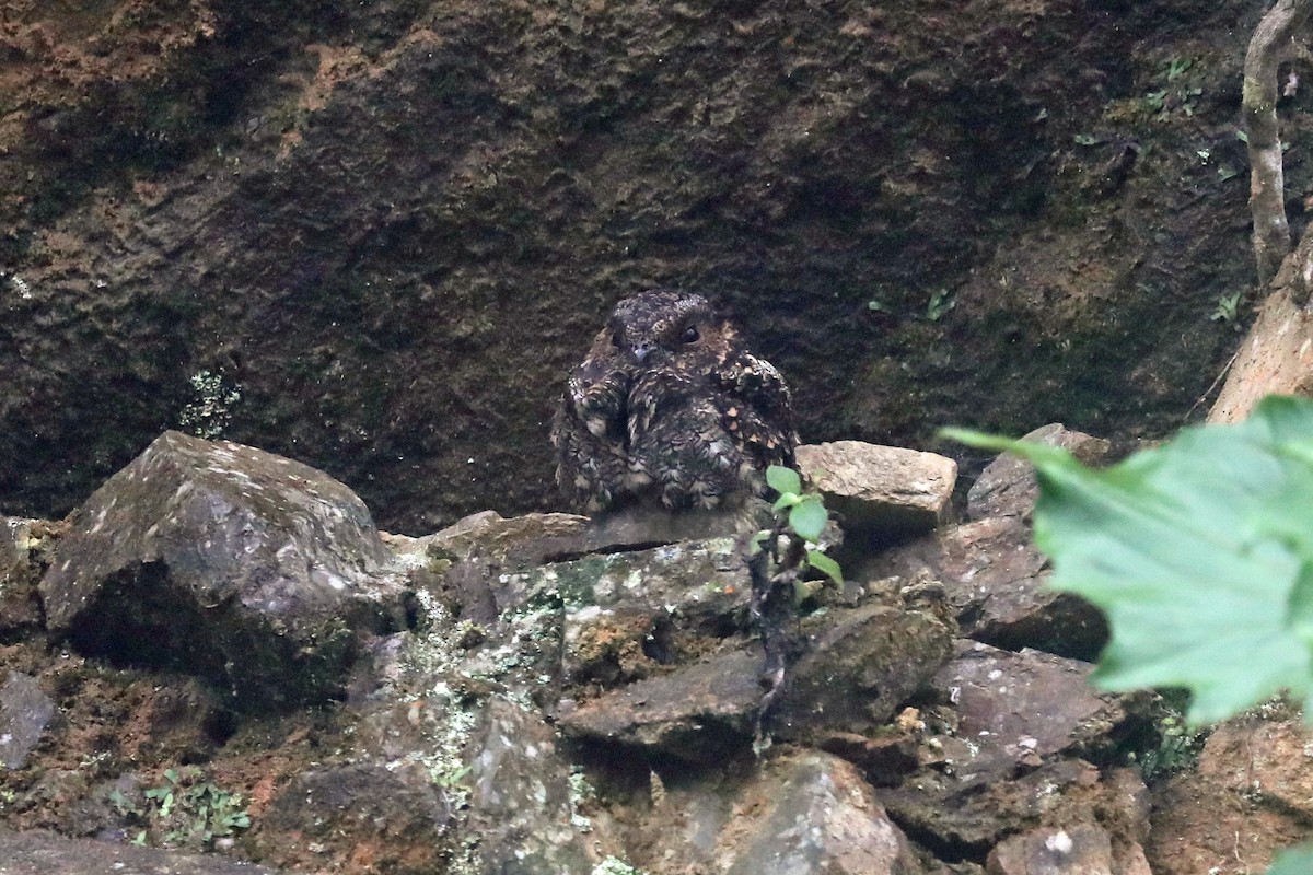 Lyre-tailed Nightjar - ML217931981