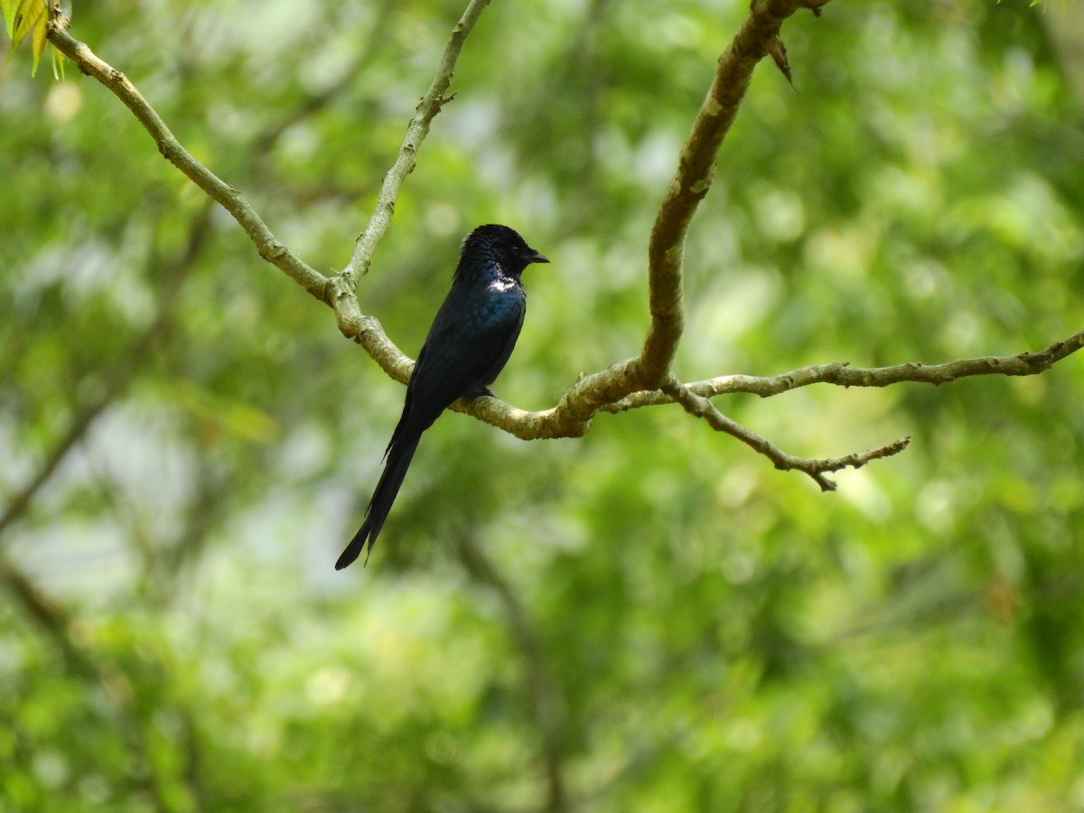 Drongo bronzé - ML217932001