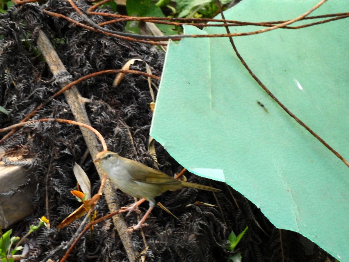 Manchurian Bush Warbler - ML217932251