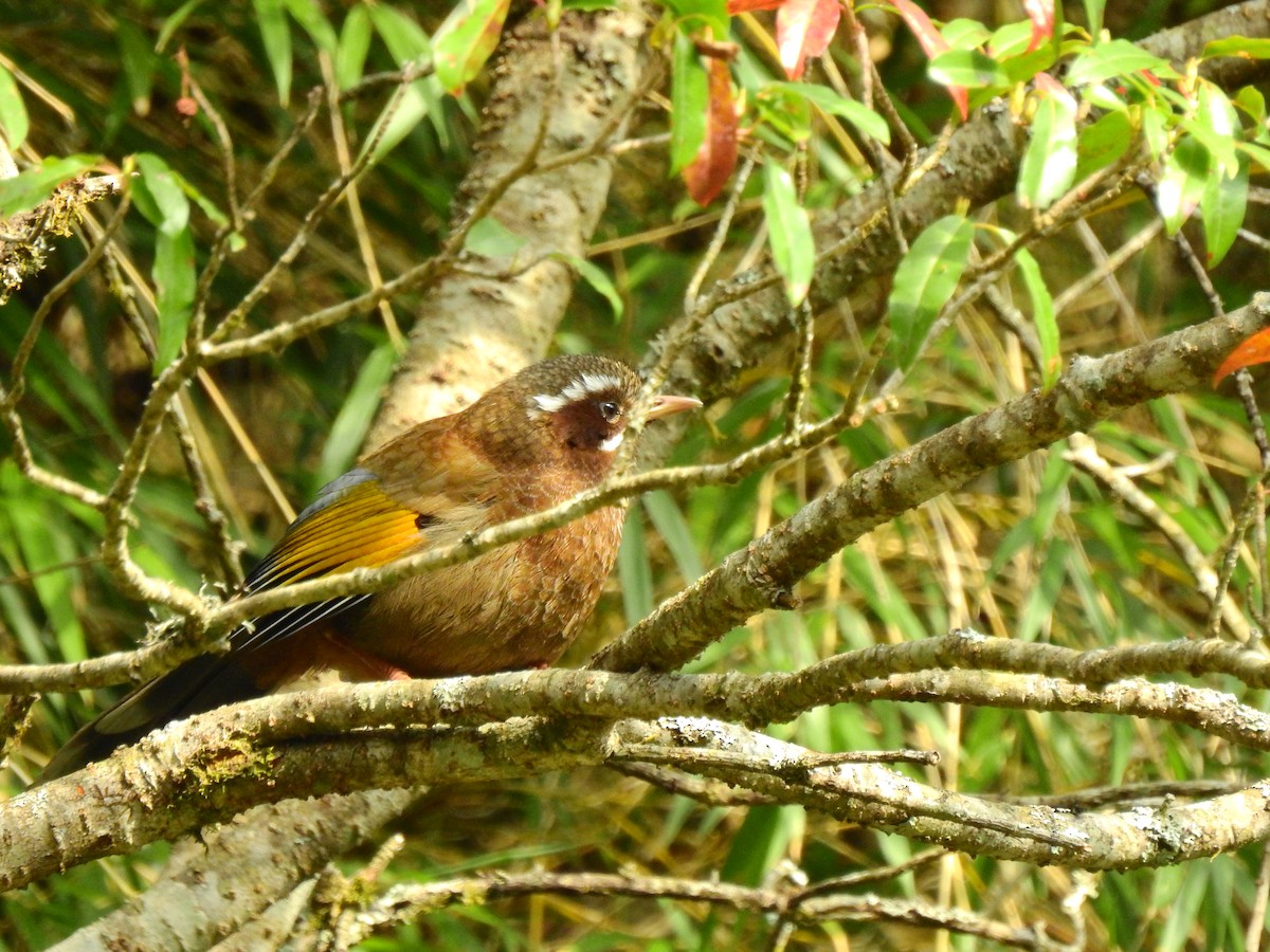 White-whiskered Laughingthrush - ML217933161