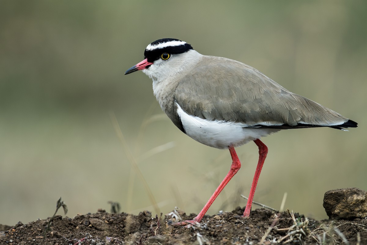 Crowned Lapwing - Nick Athanas