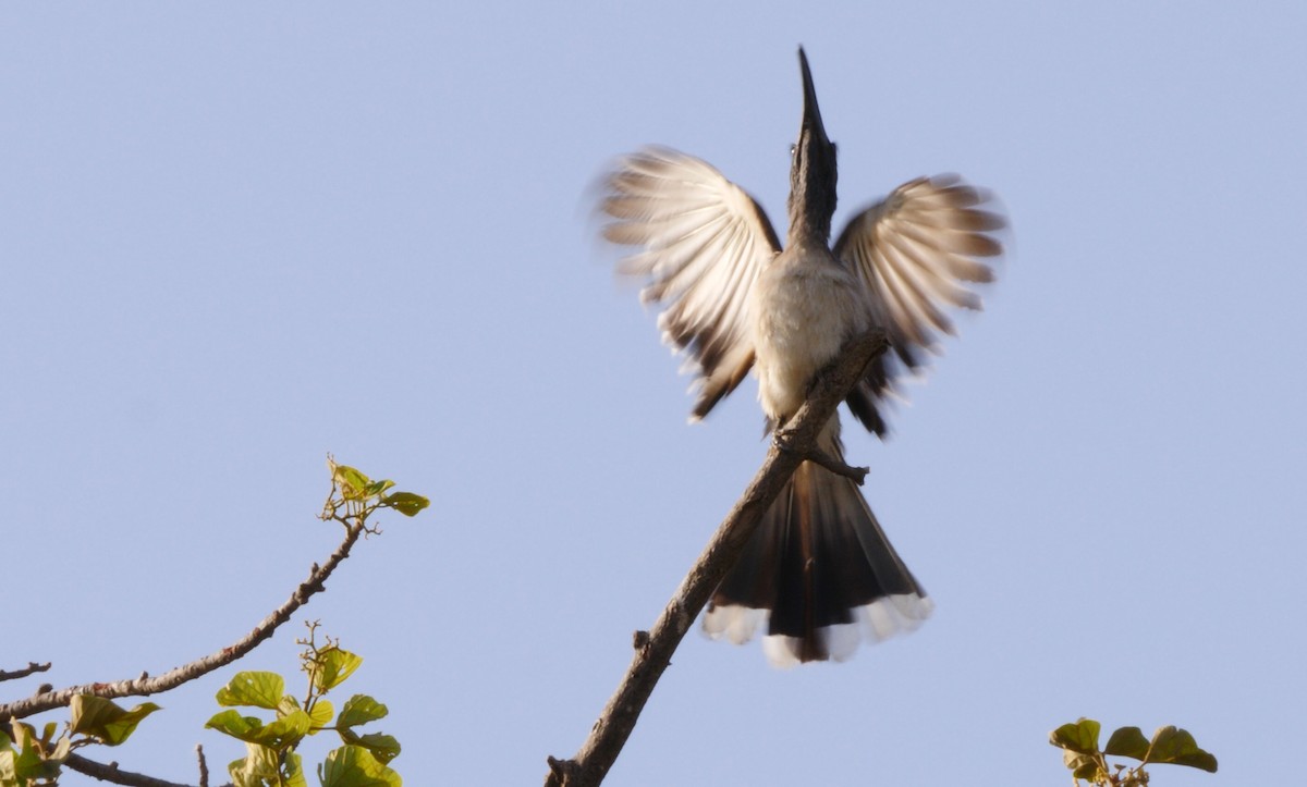 African Gray Hornbill - ML217933621