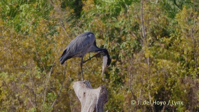 Black-headed Heron - ML217933661