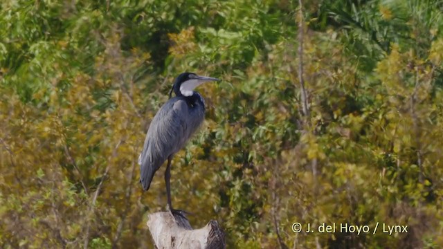 Black-headed Heron - ML217933681