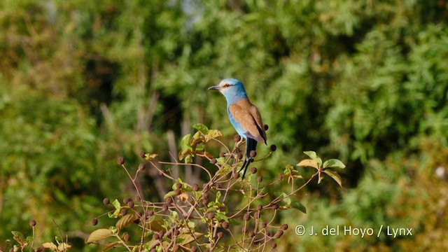 Abyssinian Roller - ML217933731