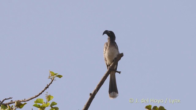 African Gray Hornbill - ML217933901