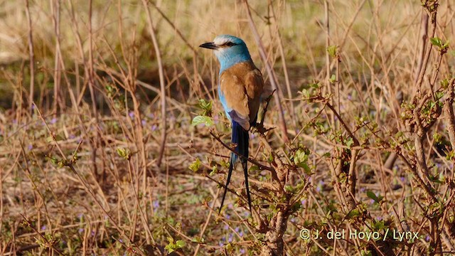 Abyssinian Roller - ML217933951