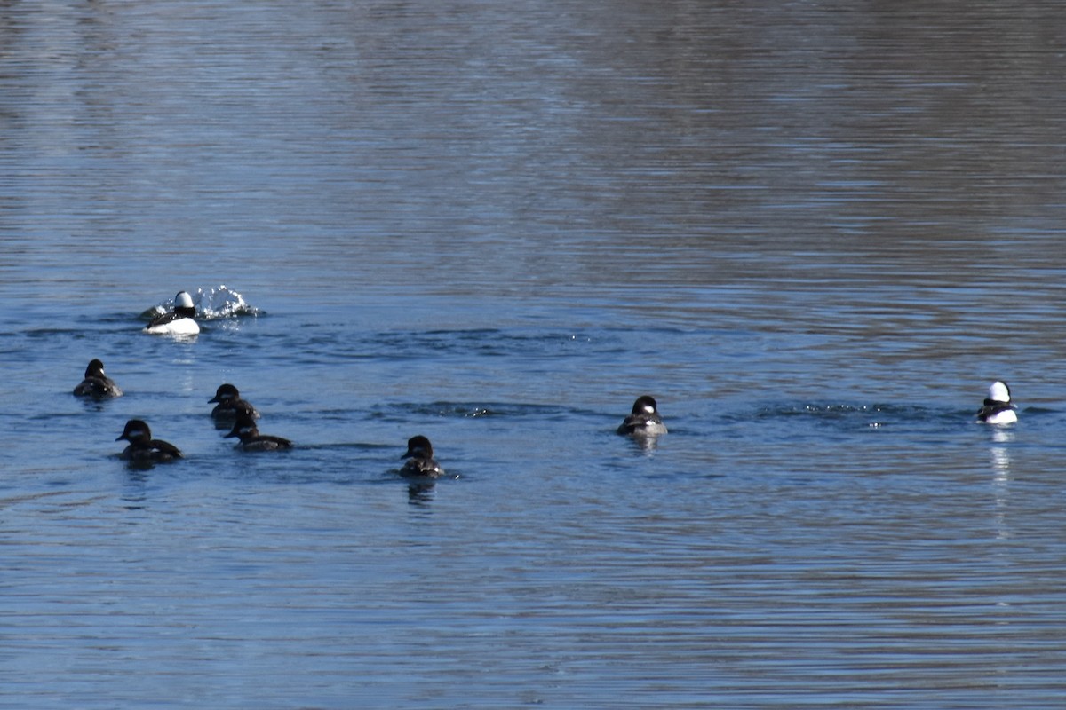 Bufflehead - ML217934711