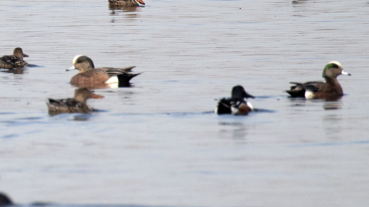 American Wigeon - ML217934961