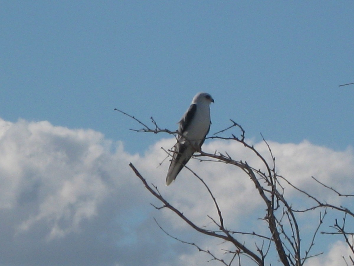 White-tailed Kite - ML217937571