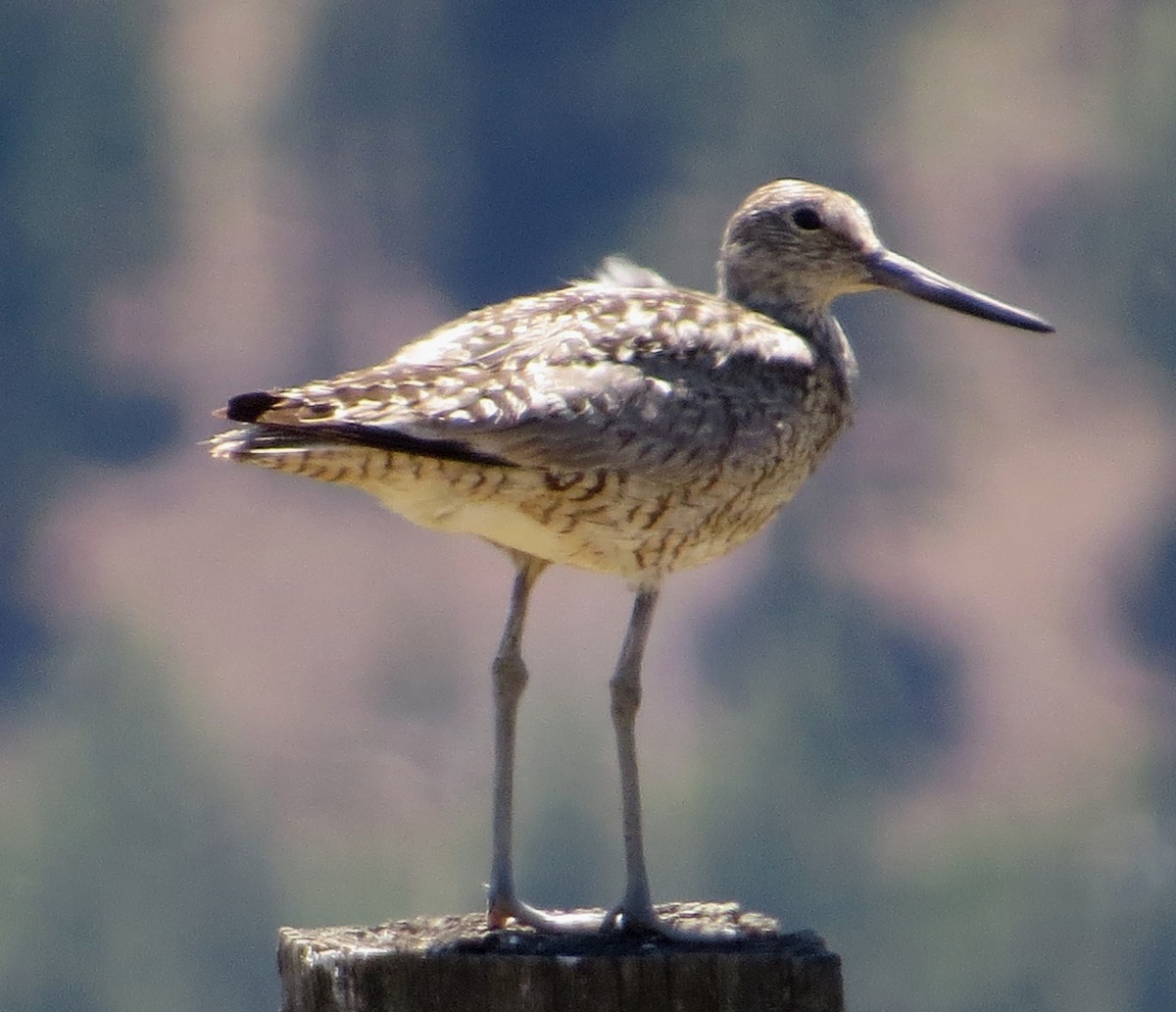 Willet - ML21793821