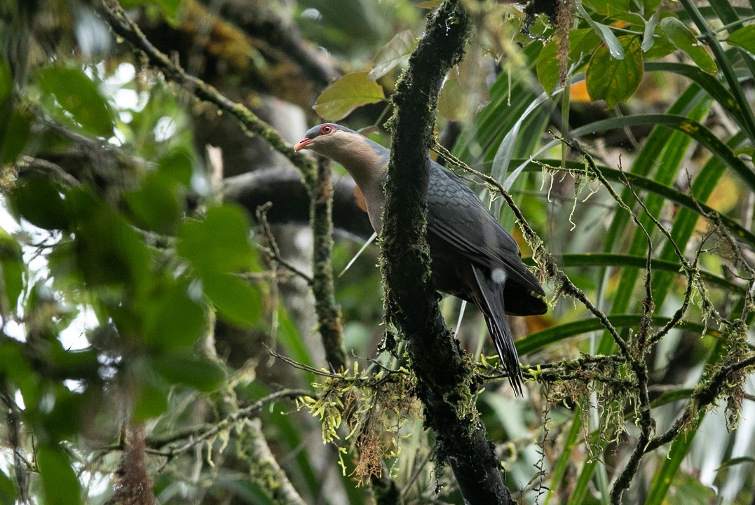 Seram Mountain-Pigeon - Simon Mitchell