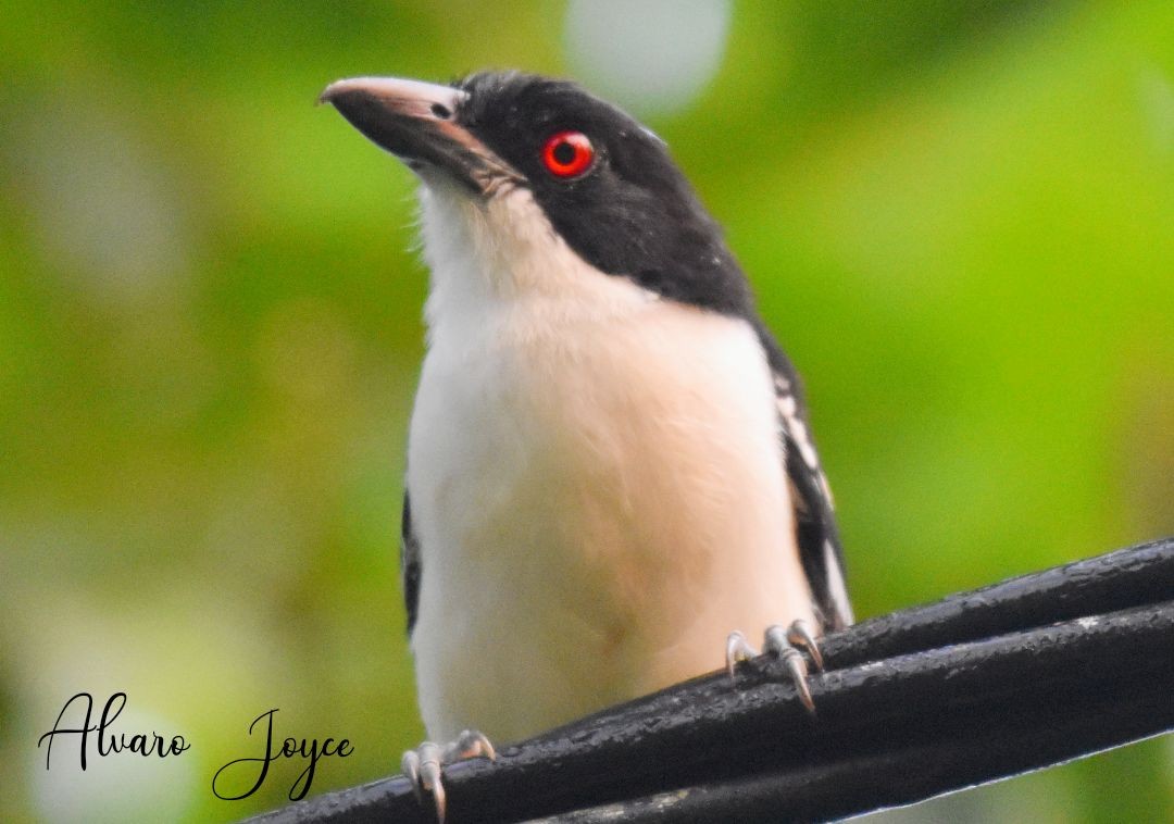 Great Antshrike - ML217939011