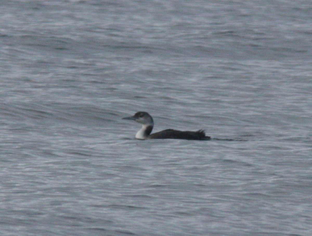 Red-necked Grebe - ML217939421