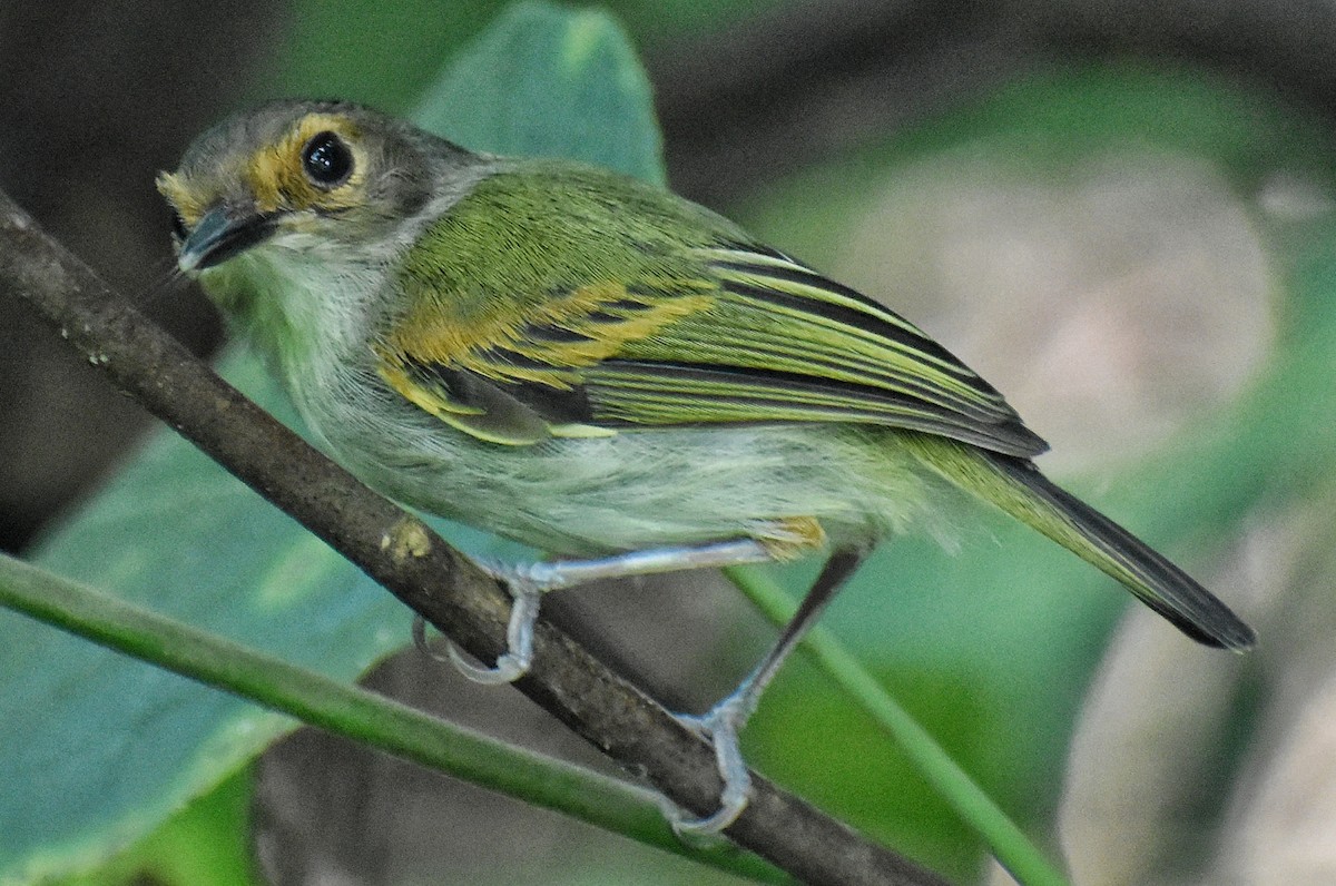 Rusty-fronted Tody-Flycatcher - ML217939921