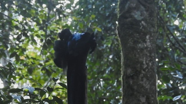 Black Sicklebill - ML217940901