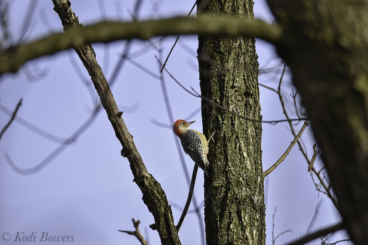 Red-bellied Woodpecker - Kodi Bowers