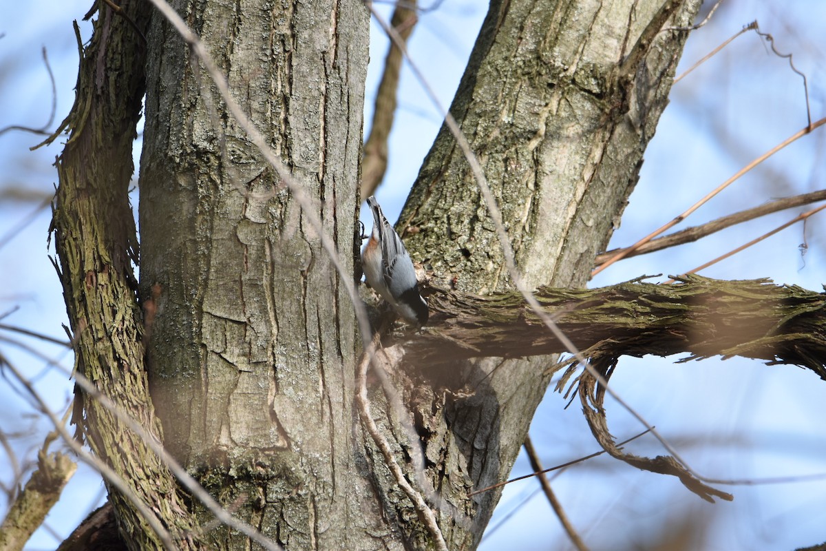 White-breasted Nuthatch - ML217941081