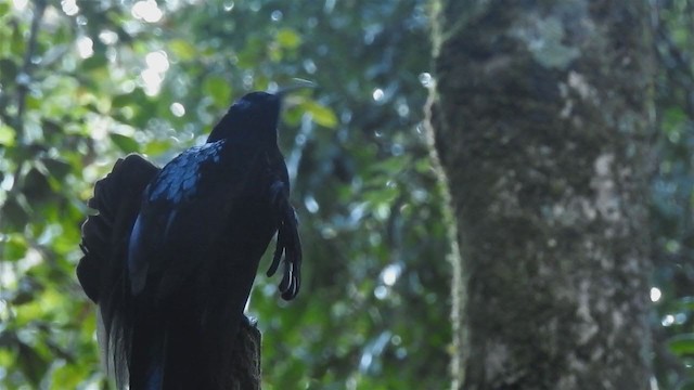 Black Sicklebill - ML217941131