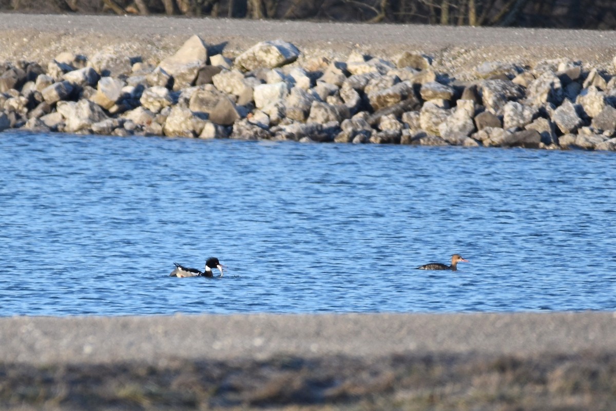 Red-breasted Merganser - ML217941641