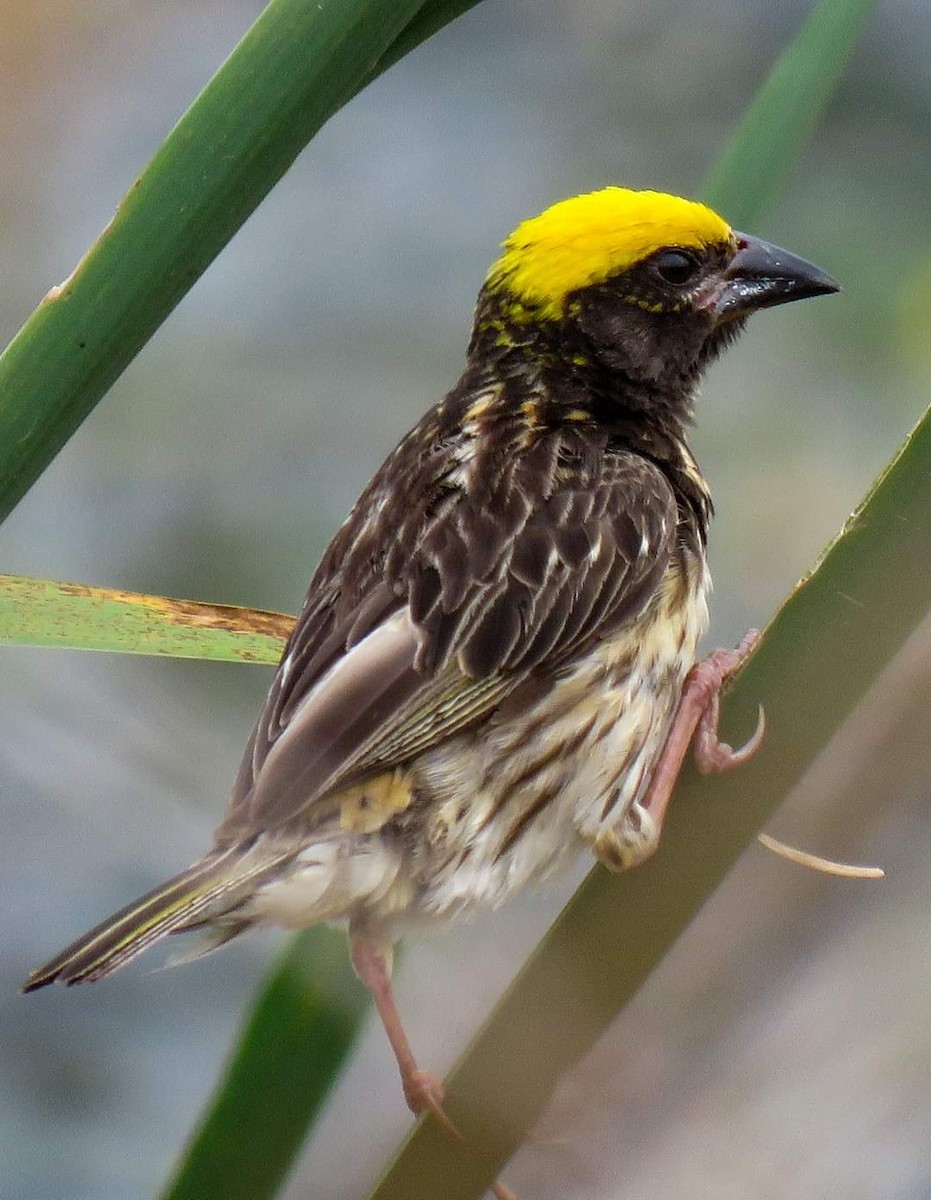 Streaked Weaver - Krishnamoorthy Muthirulan