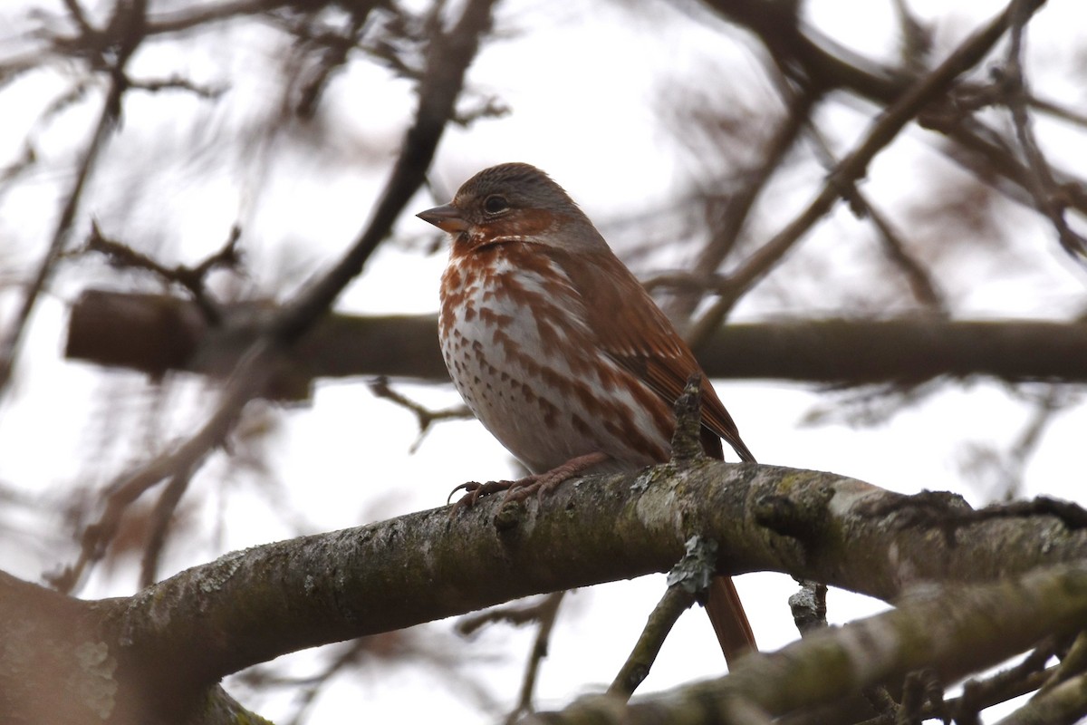 Fox Sparrow - ML217942541