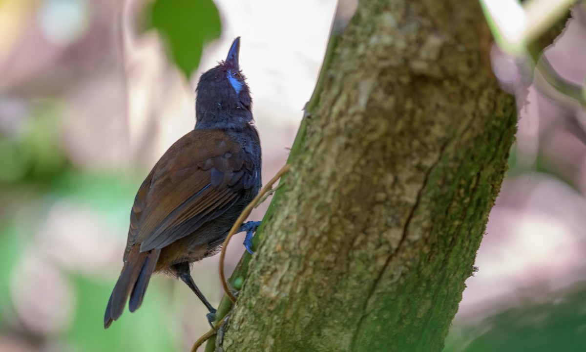 Chestnut-backed Antbird - ML217943431