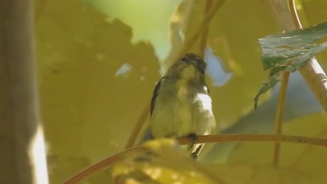 ムネアカハナドリ - ML217943911