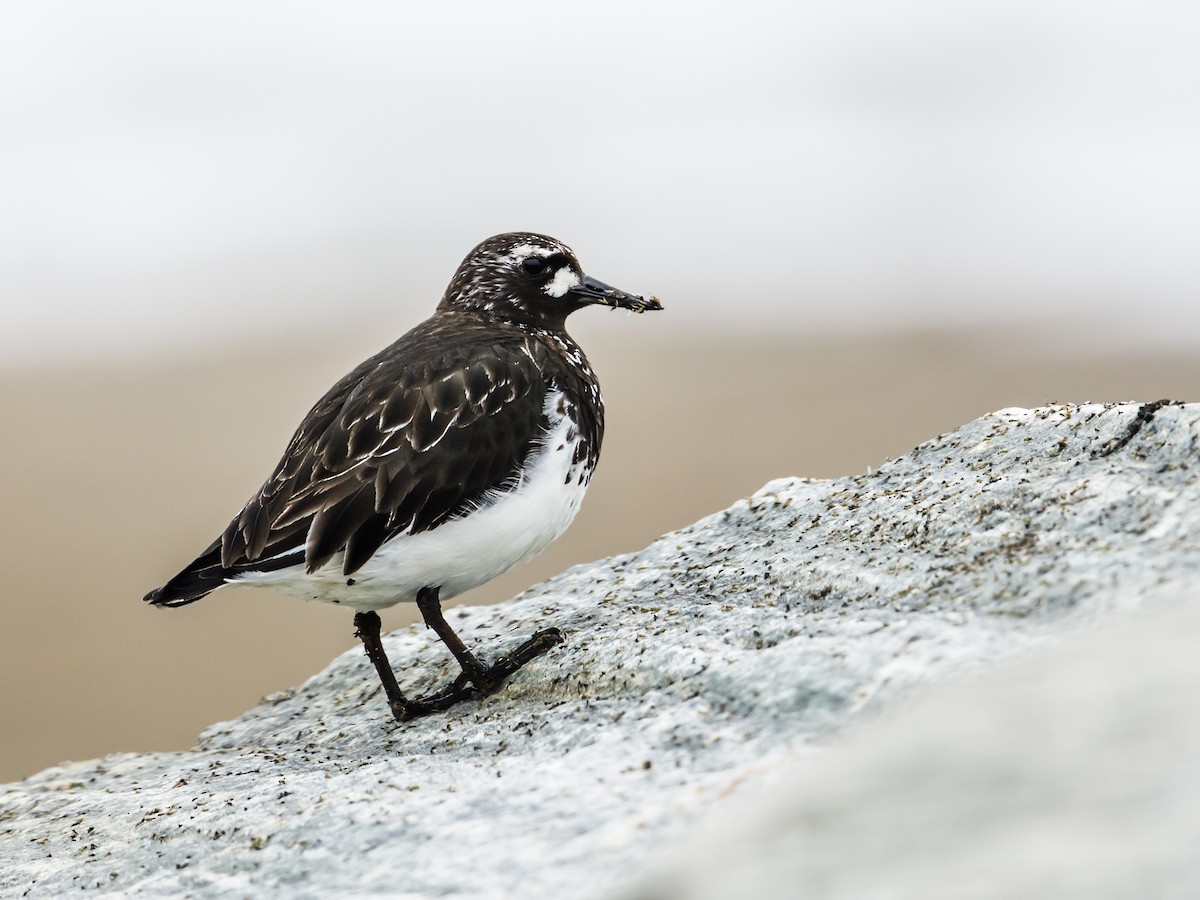 Black Turnstone - Nick Athanas