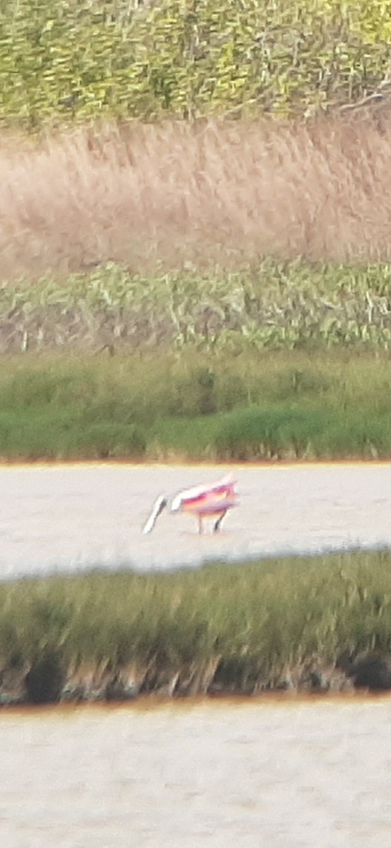 Roseate Spoonbill - ML217947631