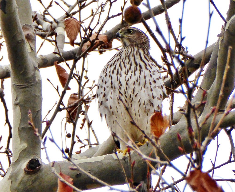 Cooper's Hawk - ML21794811