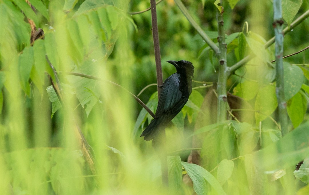 Spangled Drongo (Seram) - ML217948941